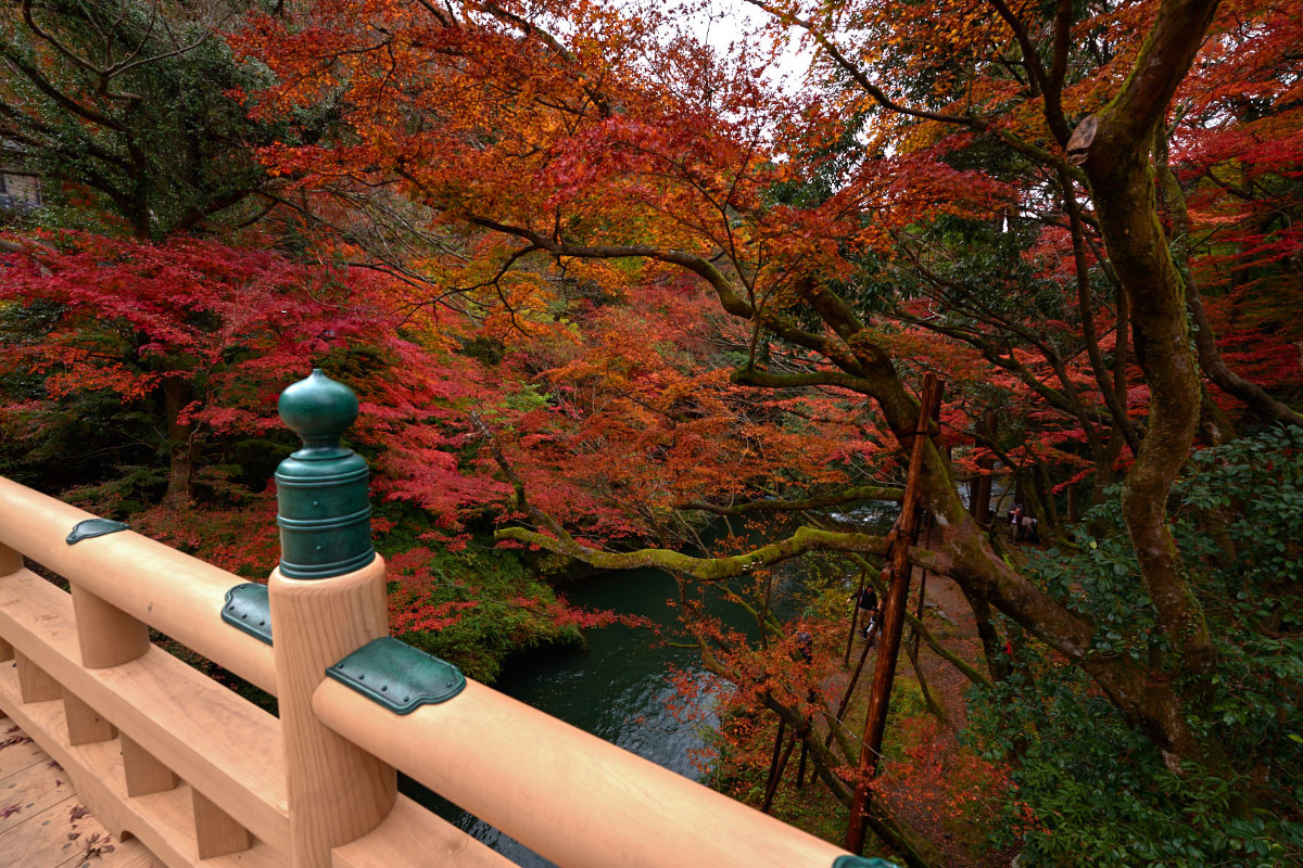 The view of Japanese maple trees from Korogi Bridge at Kakusenkei Gorge 
