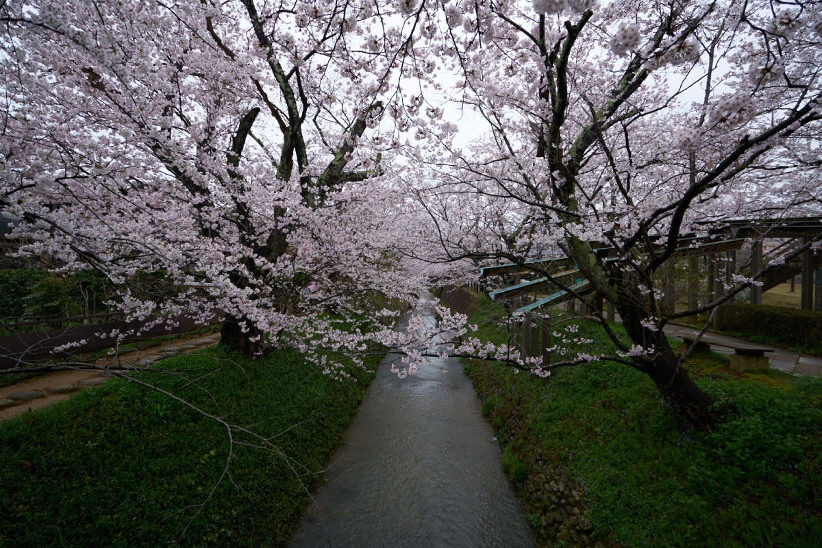 Daishoji River in spring with beautiful cherry blossom 