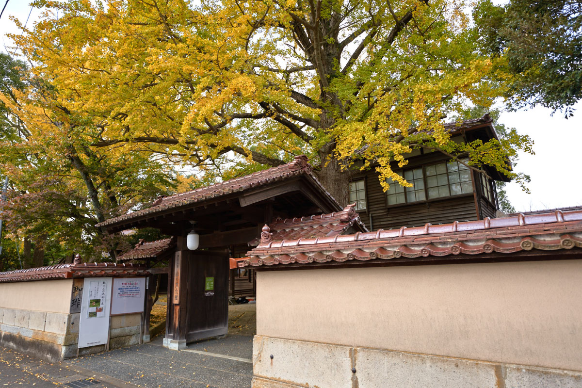 A beautiful ginkgo biloba at Fukada Kyuya Memorial Museum in Daishoji