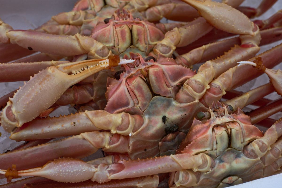 Fresh snow crabs are must-eat seafood in winter season