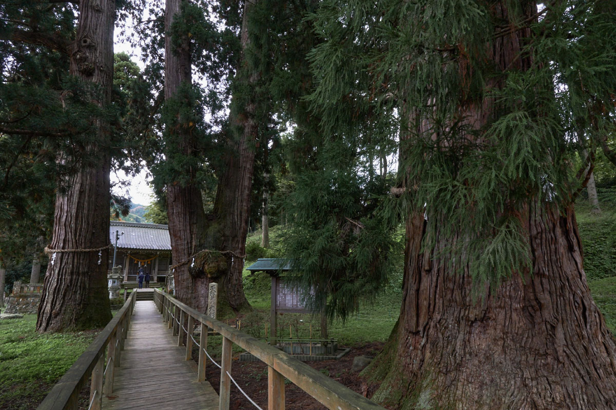 The Great Cedar of Kayano